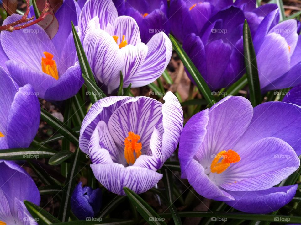 Crocus. Spring