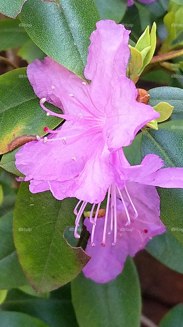 beautiful blooming rhododendron