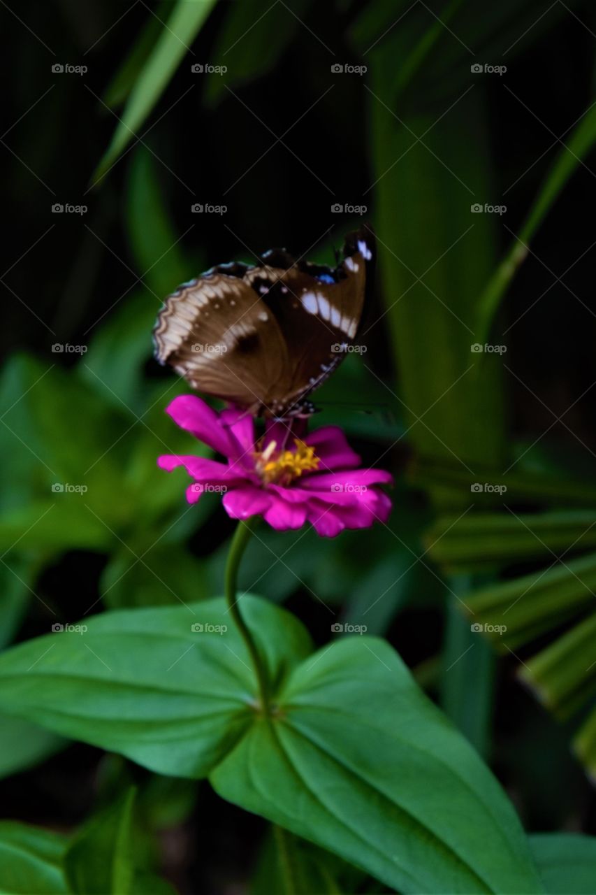 Butterfly and flower 