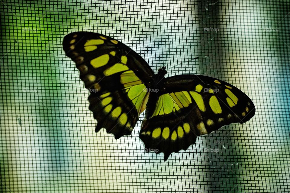 Butterfly Expo  - Antipa Museum/Bucharest