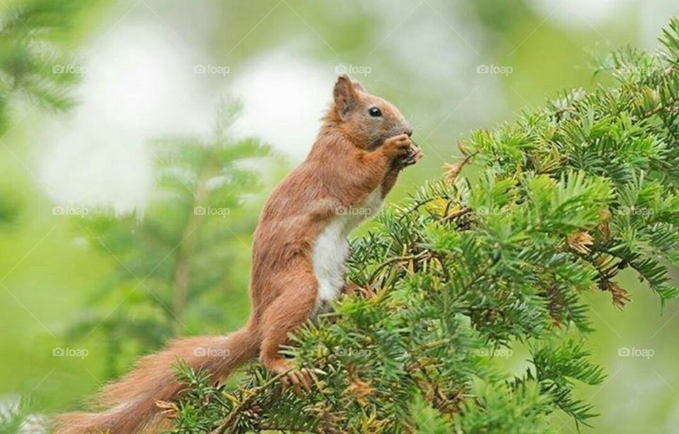squirrel cute