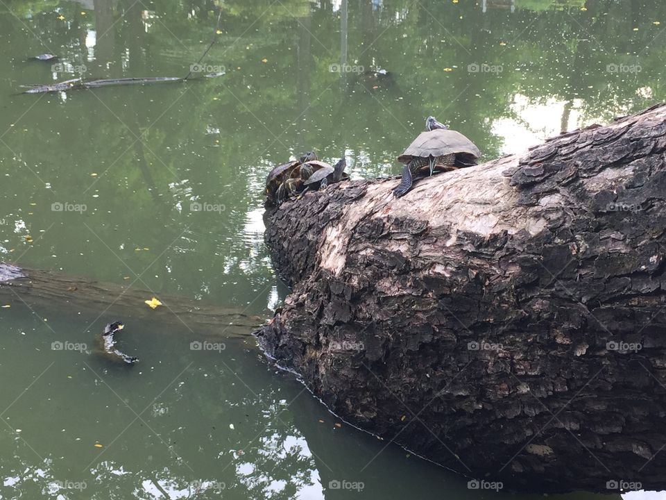 The turtles climb on the tree 