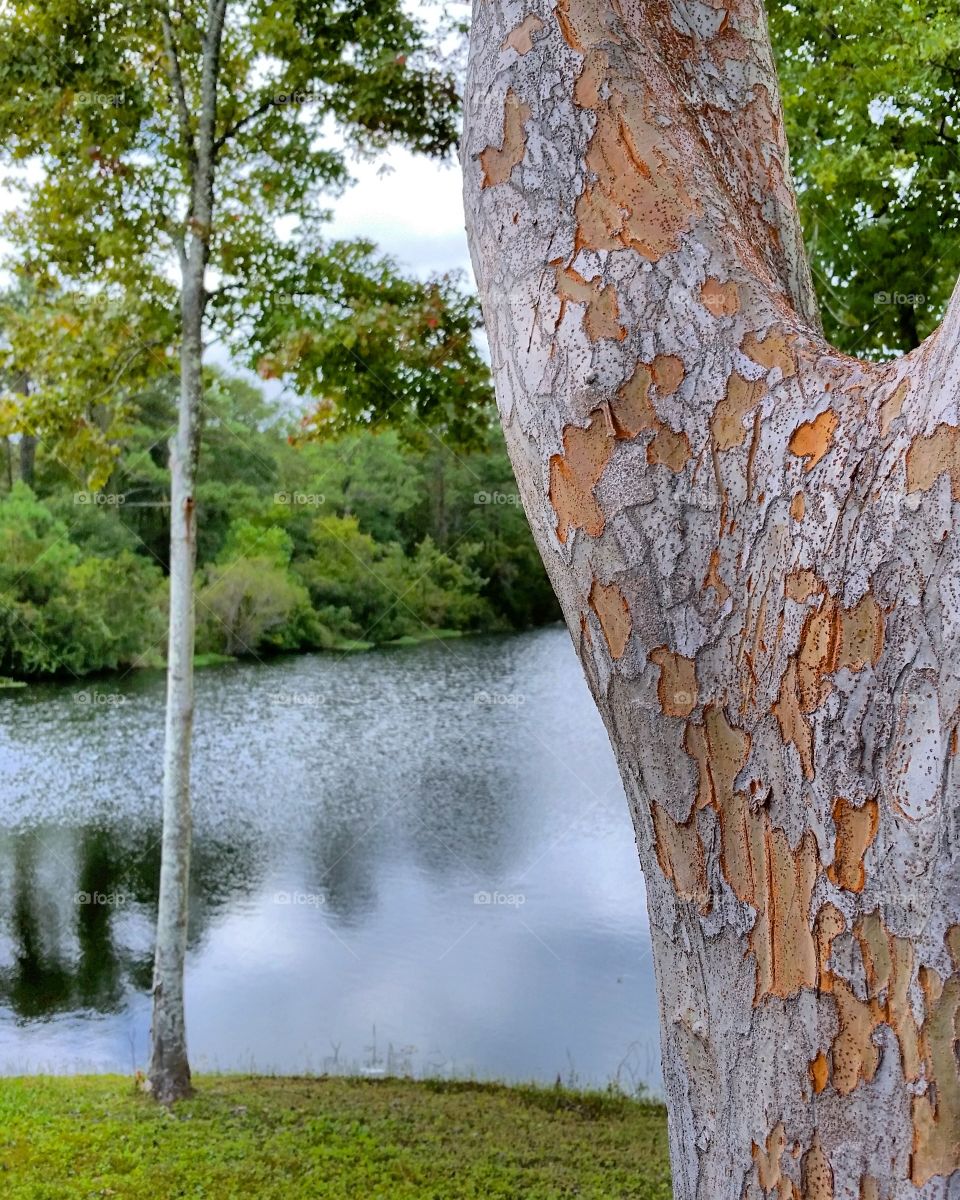 Lakeside Tree
