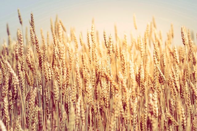 Field of the wheat