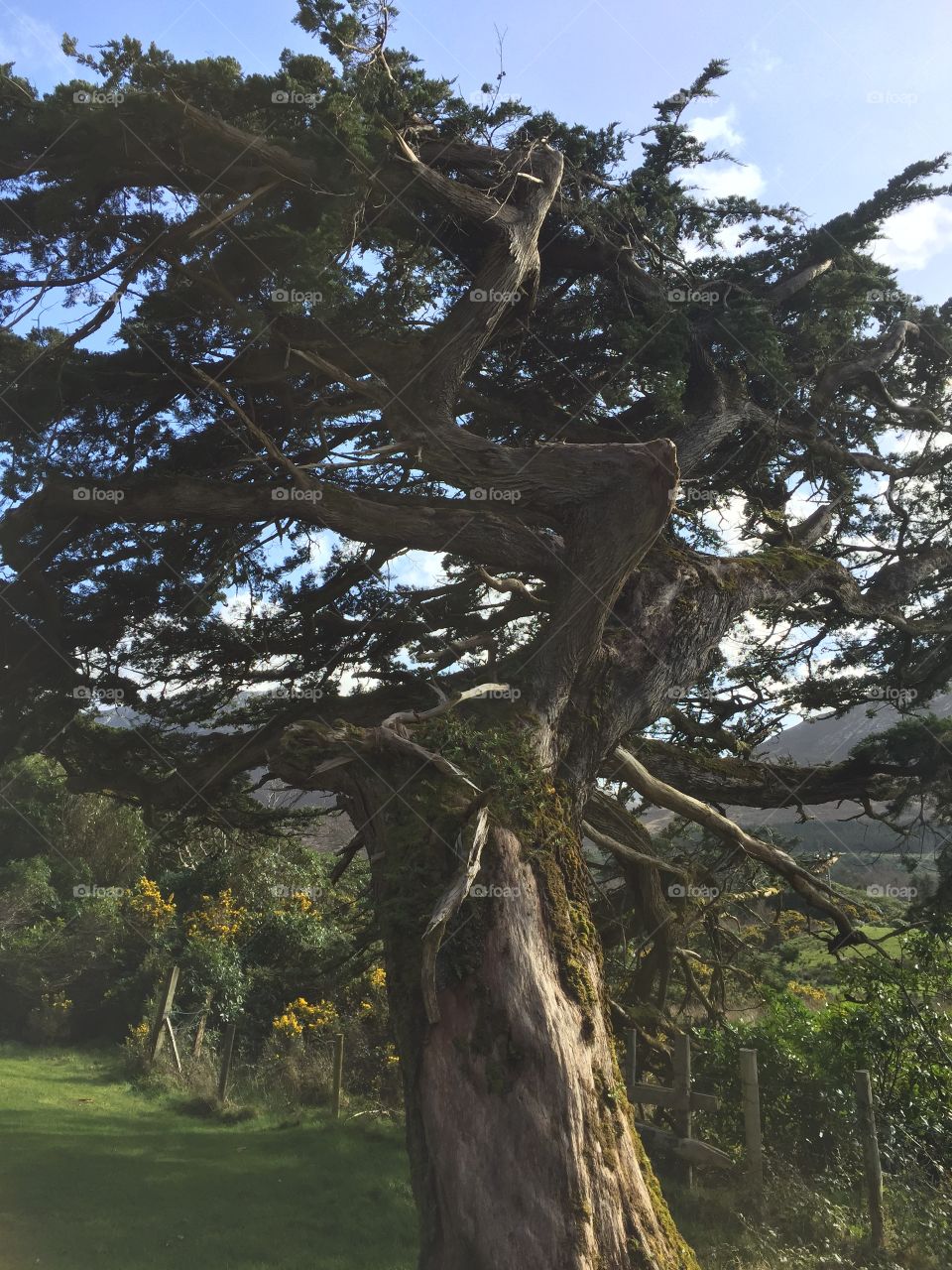 Irish crooked tree
