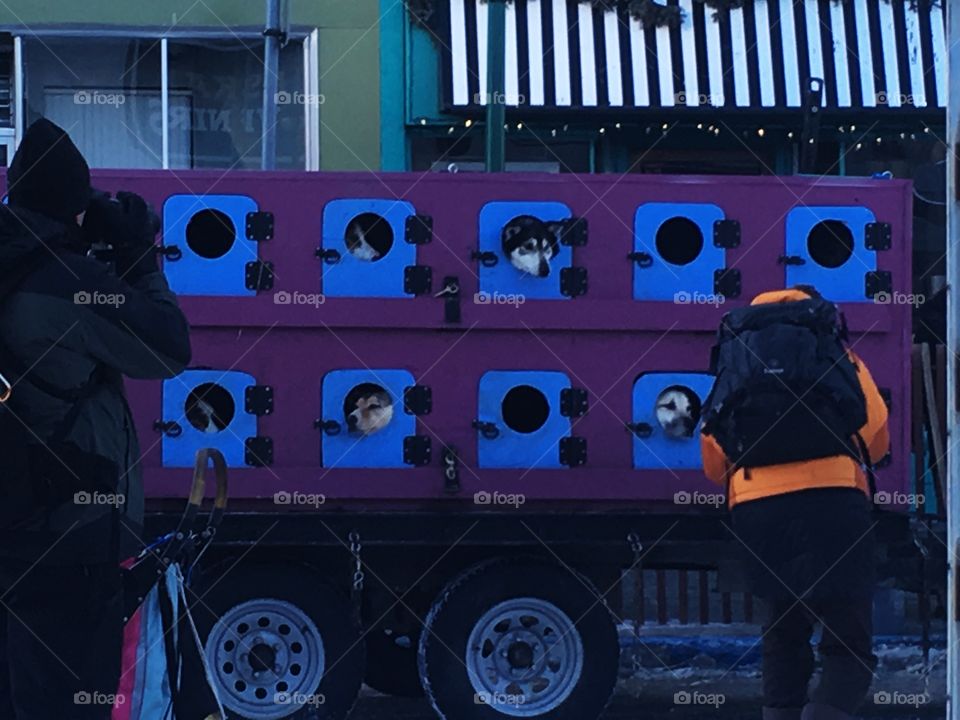 Iditarod dog holding 