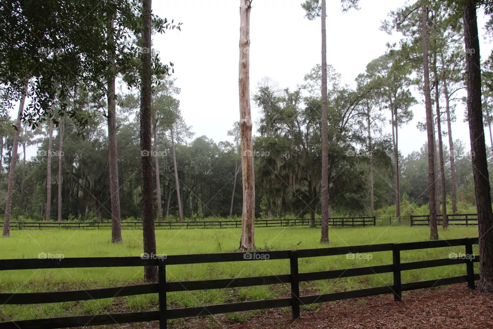 Field 
