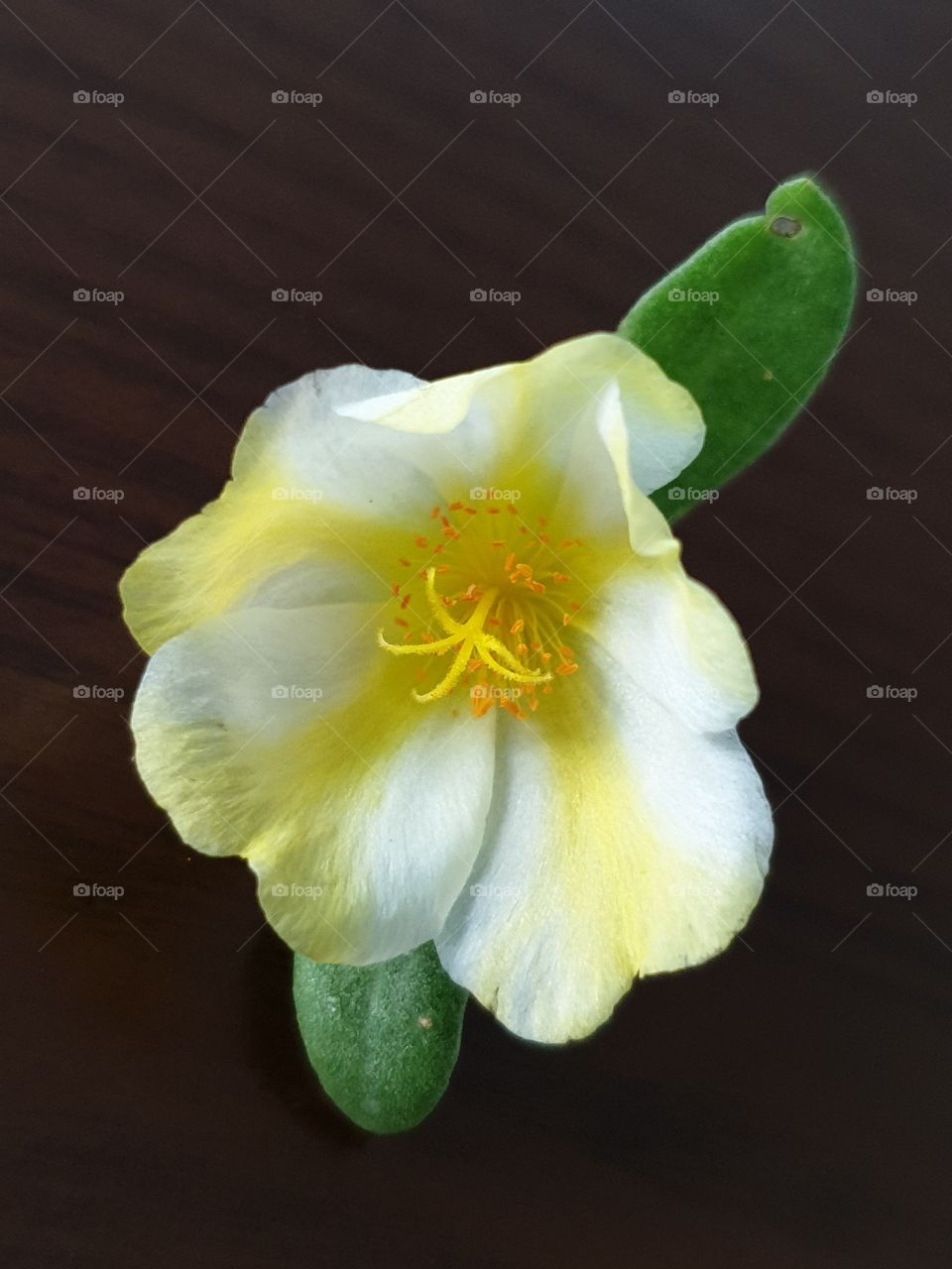 my beautiful Portulaca grandiflora