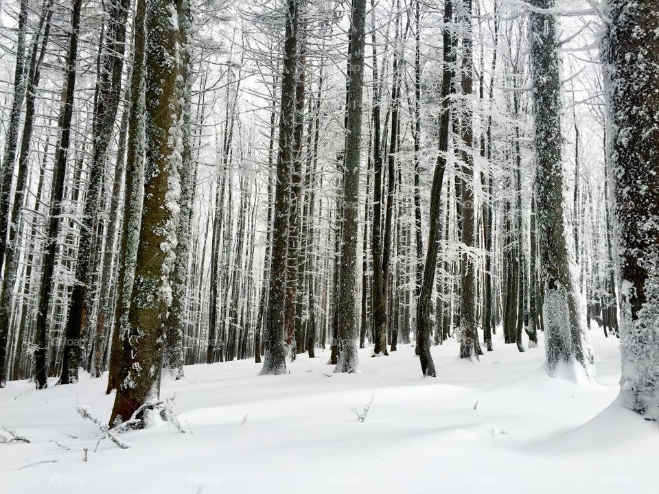 Snowy forest