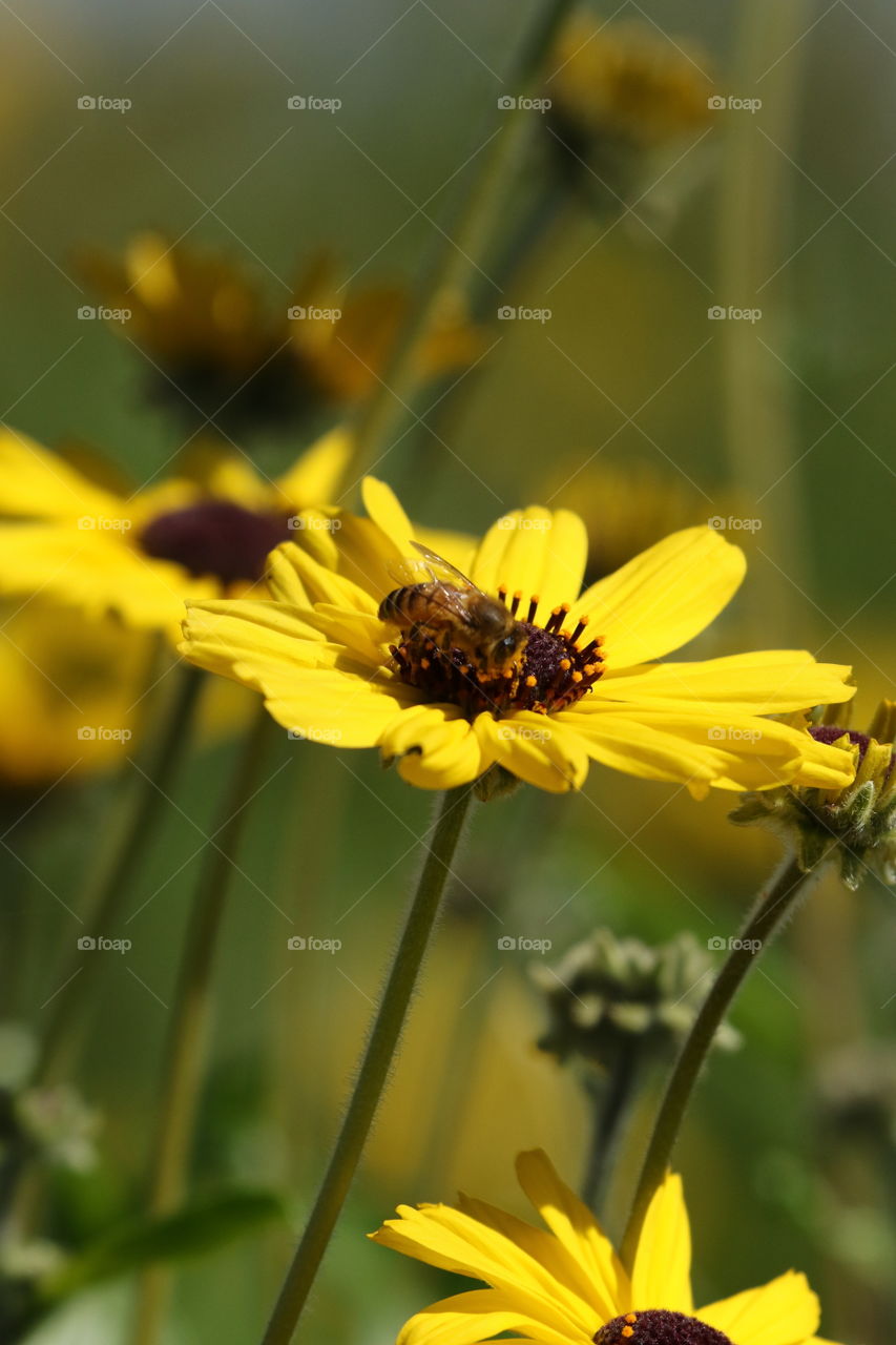 Bee on bright wild flower 