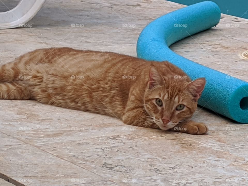 little cat relaxing by the pool