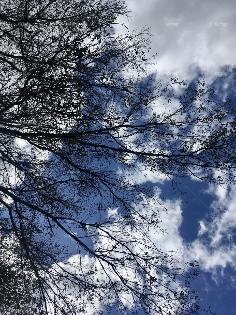 Sky and tree branches 