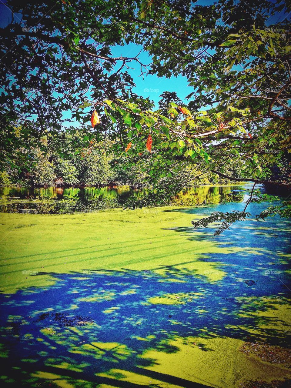 Milford, CT. Algae bloom 