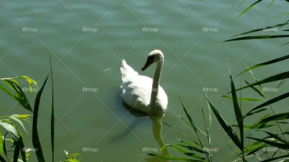 swan in a pond