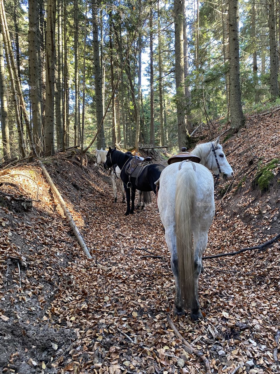 Three horse’s in the forest