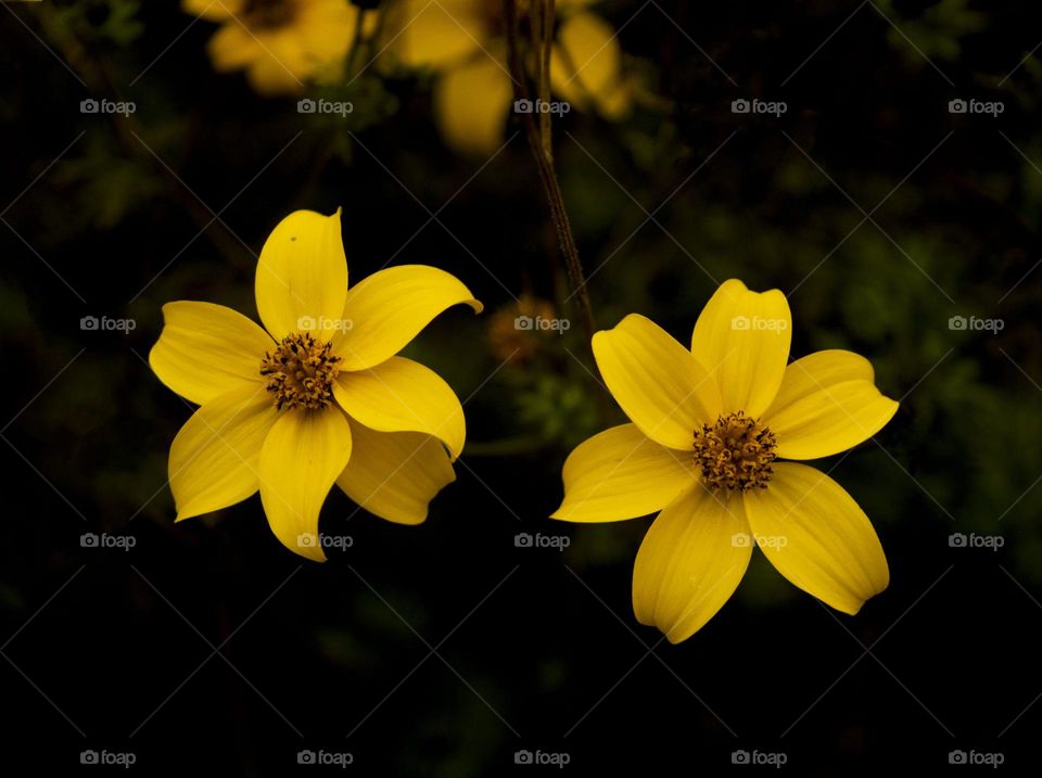 yellow fall flower