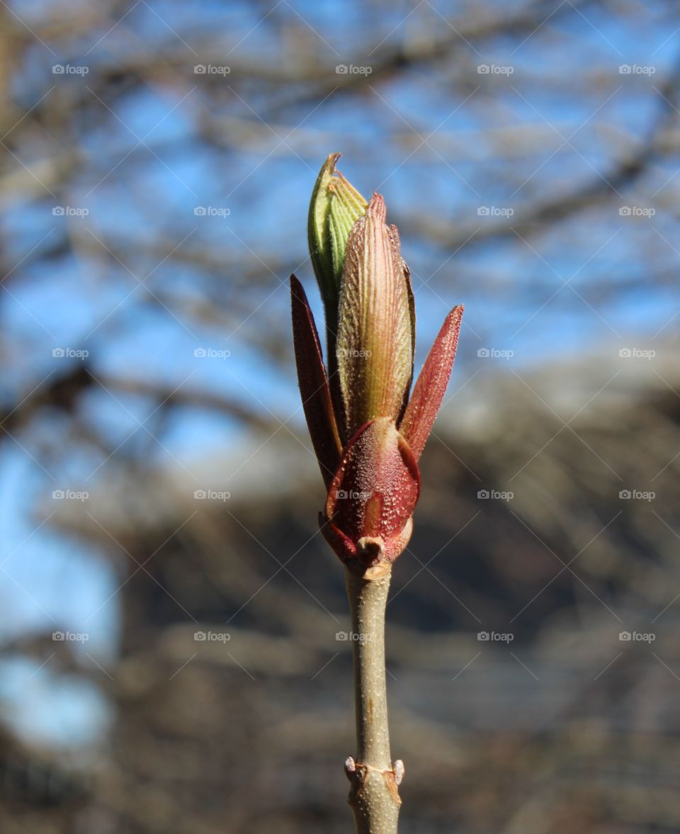 Green and red spring bud