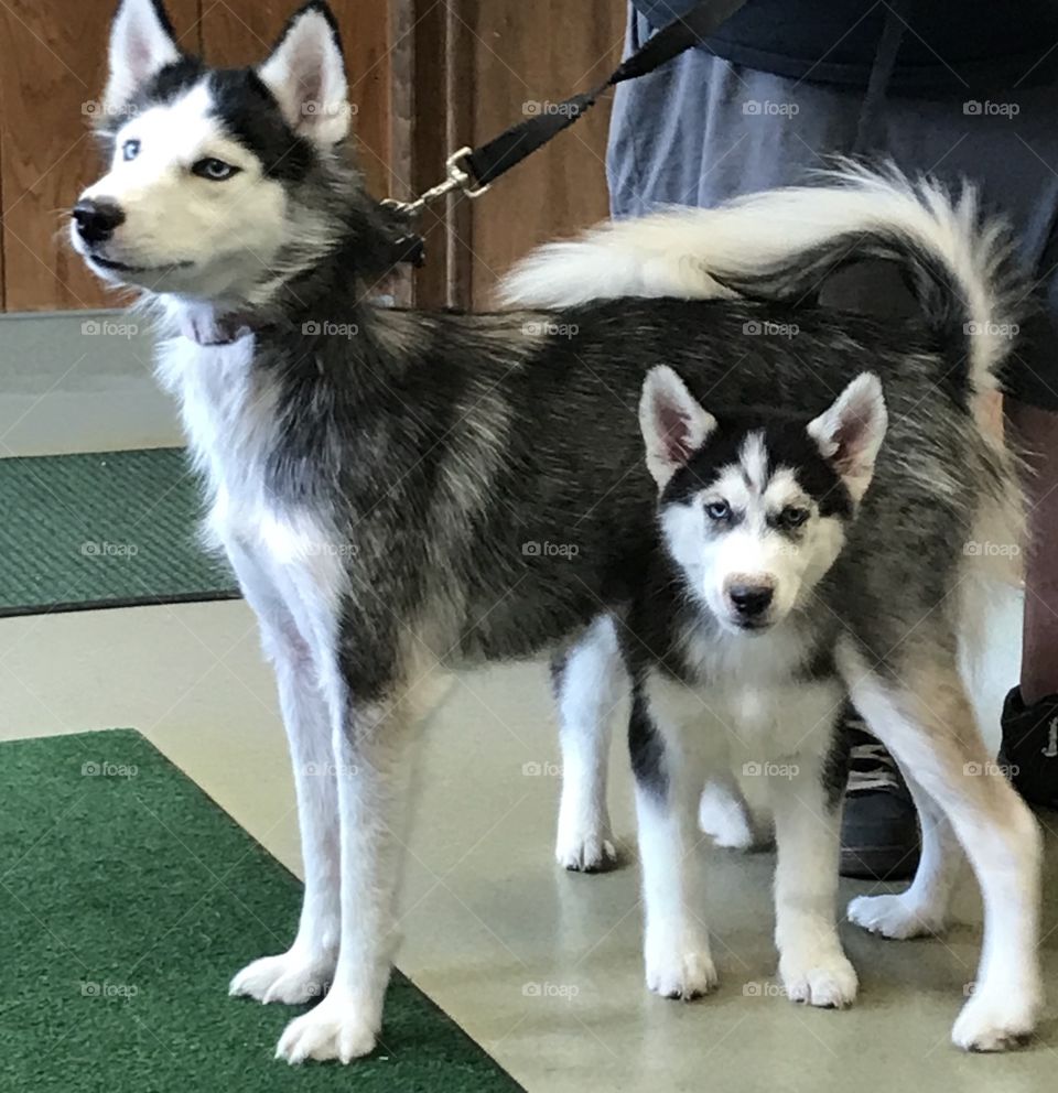 A female husky and her pup 