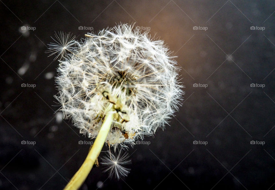 Dandelion white stadium. 