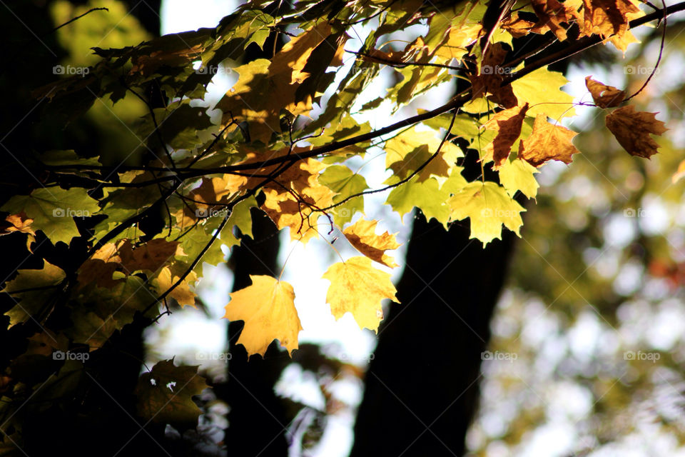 gold mission5 yalla maple leaves by photonancy