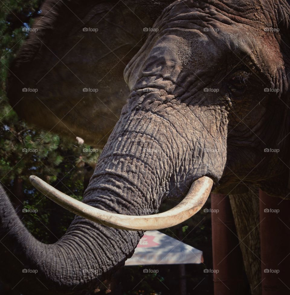 elephant