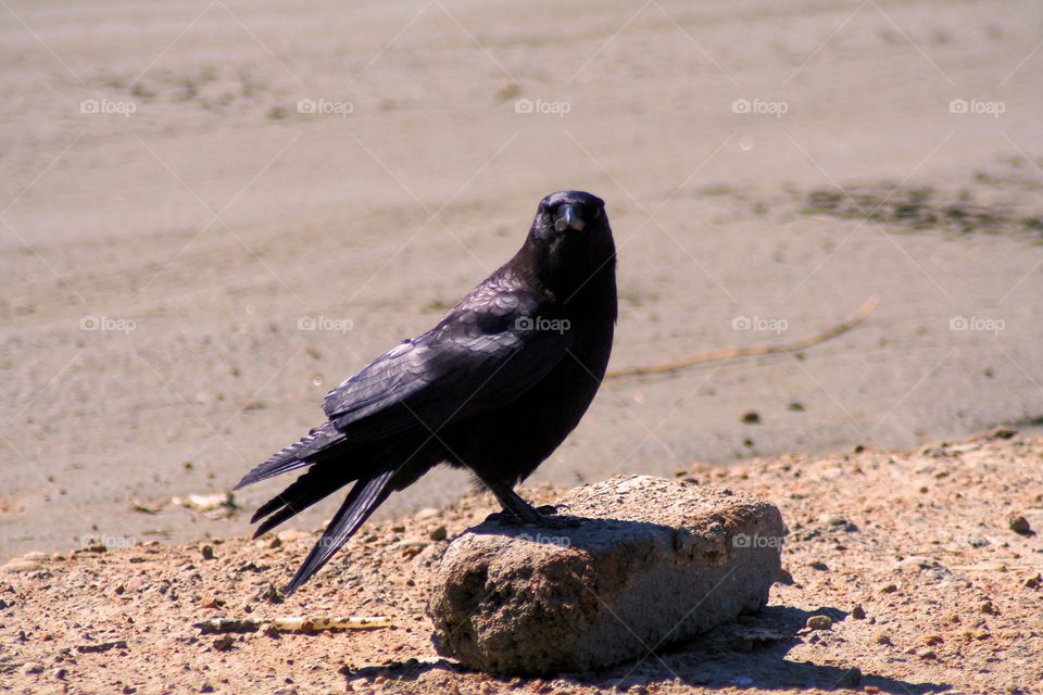 Beach Raven