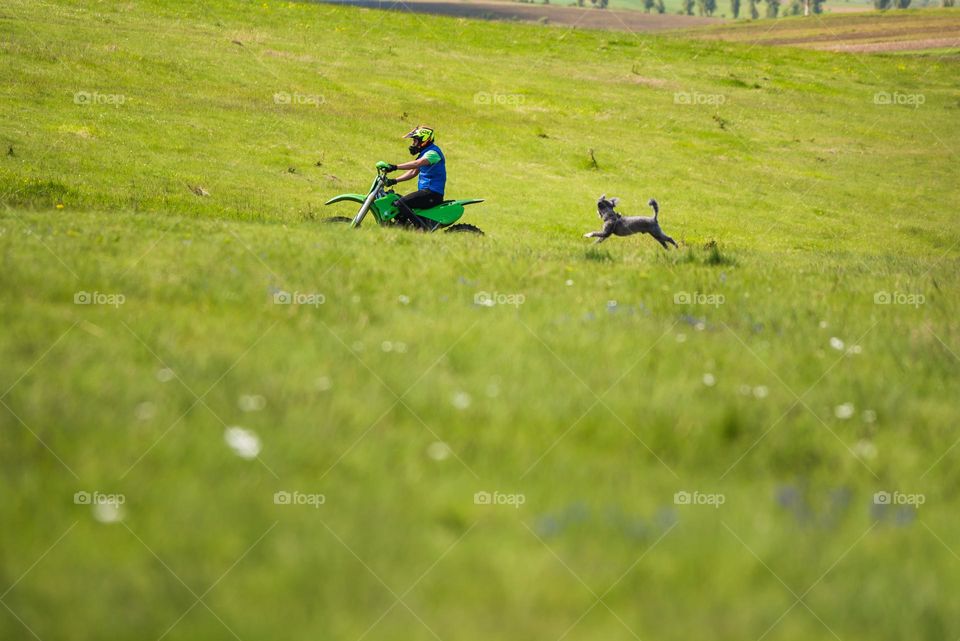 Dog running on a green field after a motorcycle
