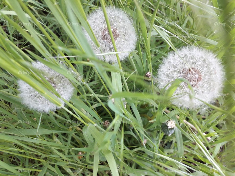 springtime in the wood