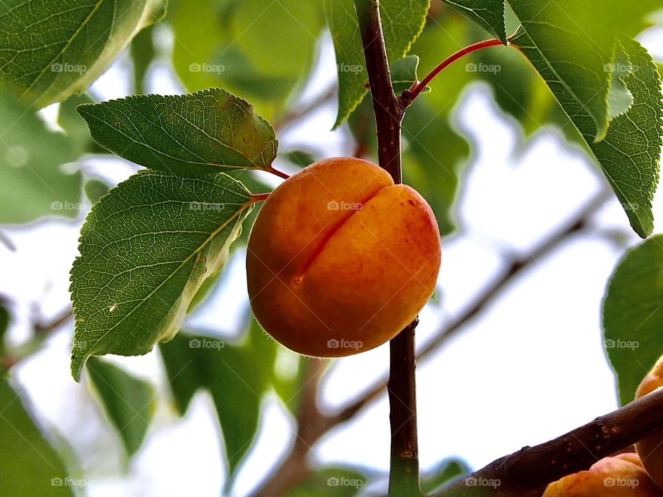 apricot