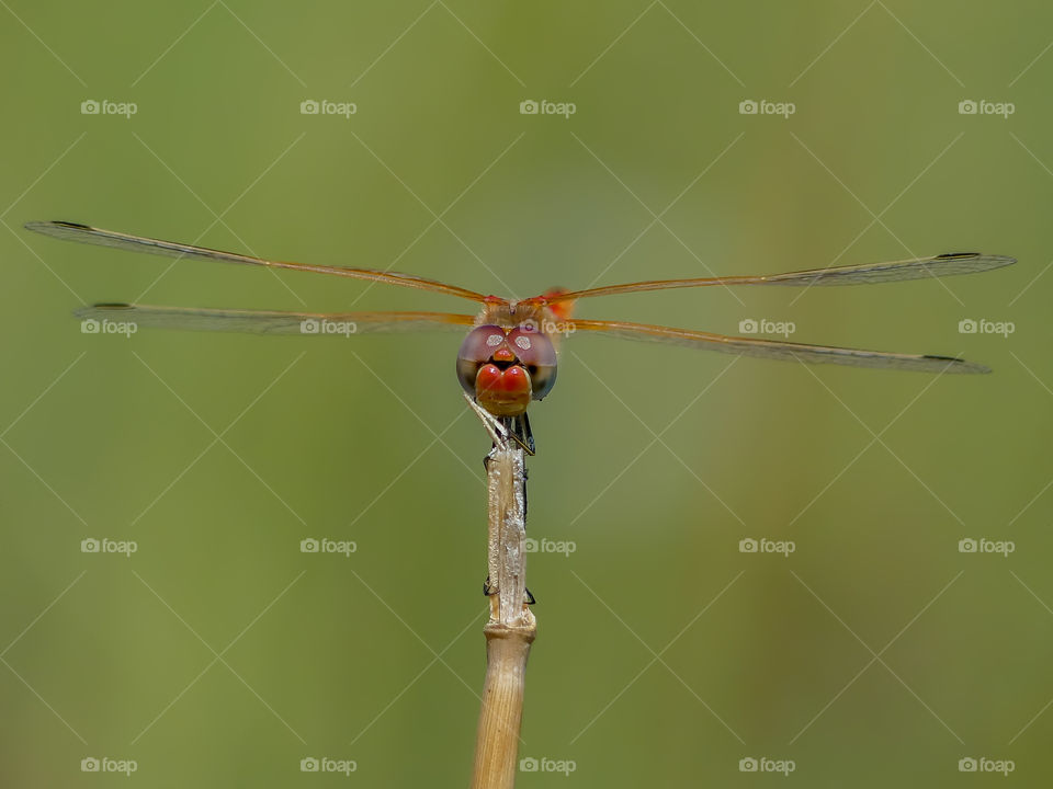 Dragonfly on a tiny branch