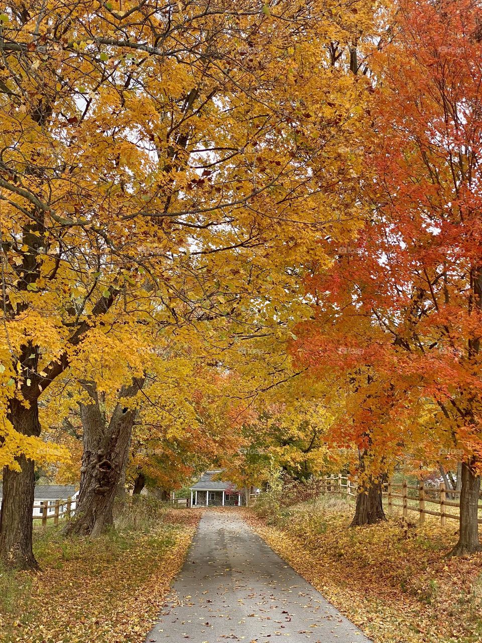 A driveway shaded by maple trees in the fall