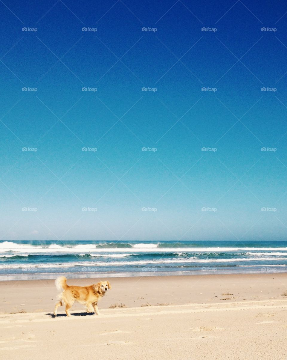 Dog on the ocean's beach.