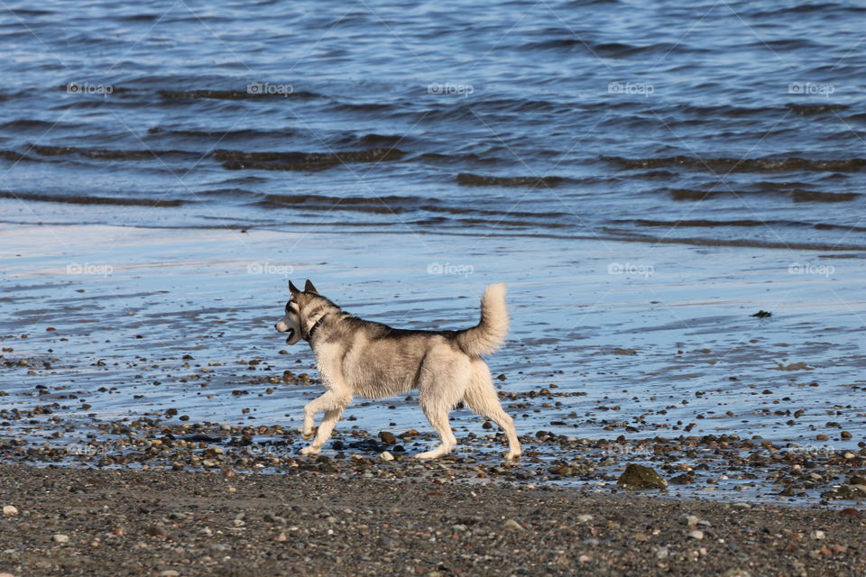 Dog happily running on a sandy beach