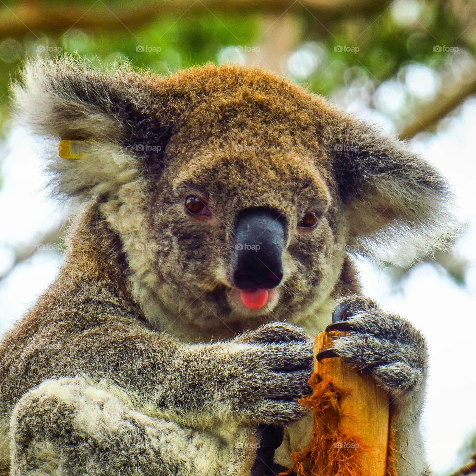 Cute koala