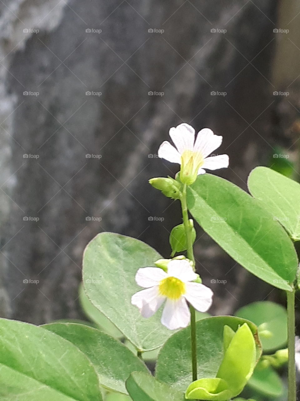 White flowers