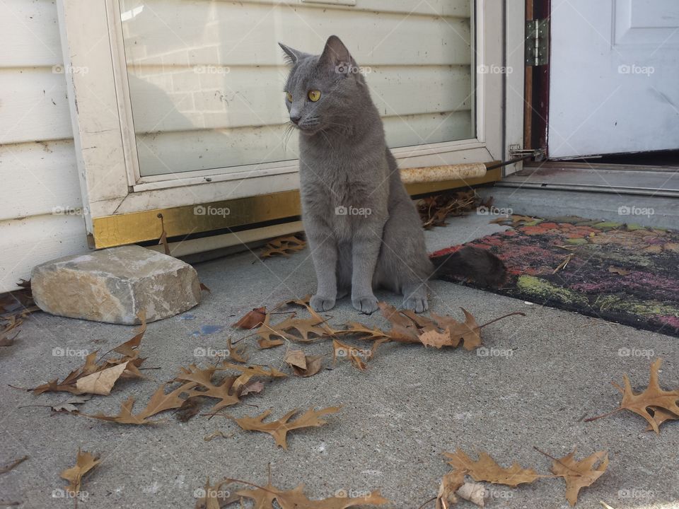 Close-up of gray cat