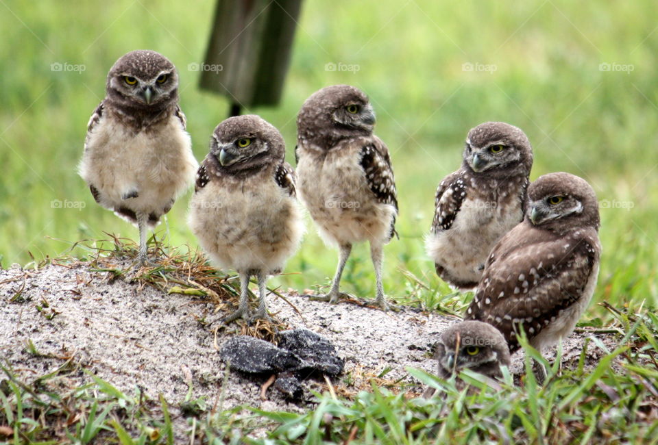 A bunch of burrowing owl babies