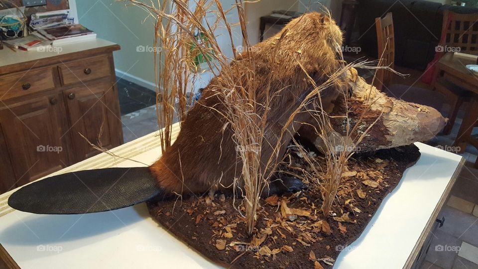 Beaver on display.