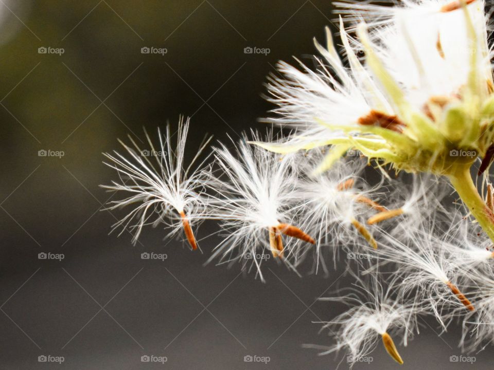 Falling seeds in autumn