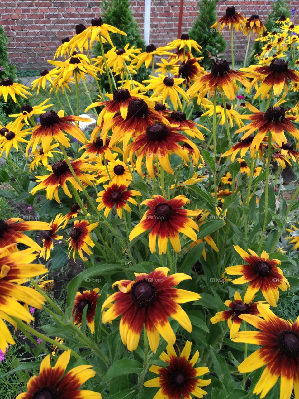 flowers