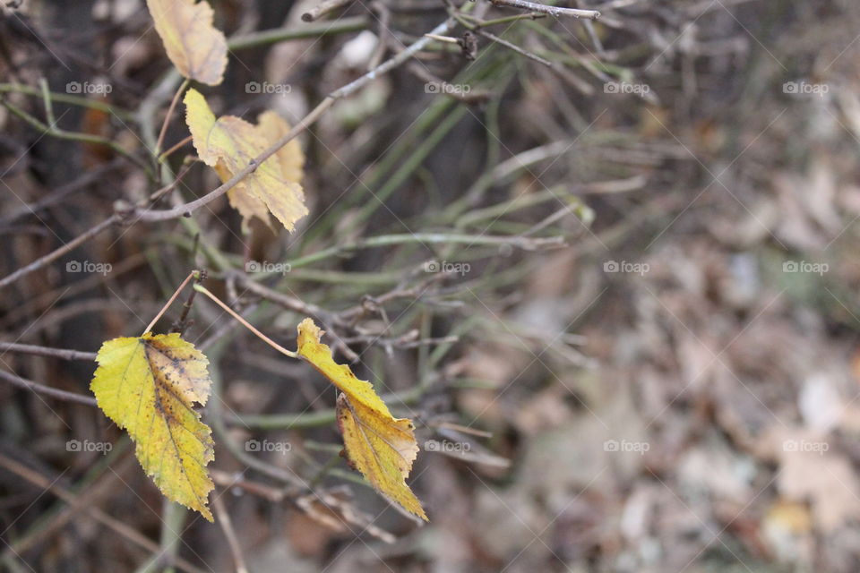 Autumn leaves