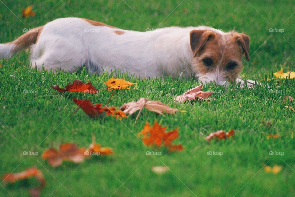 Cute dog laying in the grass