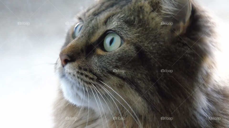 Closeup Maine Coon cat looking longingly at owner with sweet expression in the eyes