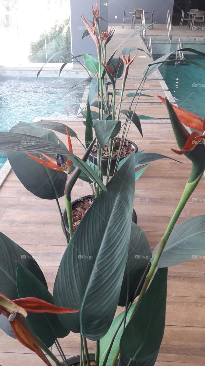 decoration with tropical flowers