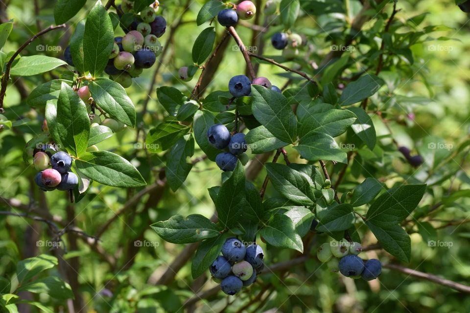 Blueberries on tree