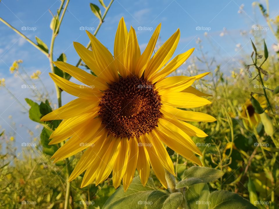 schöne sonnenblume , gefunden im Gründünger Feld