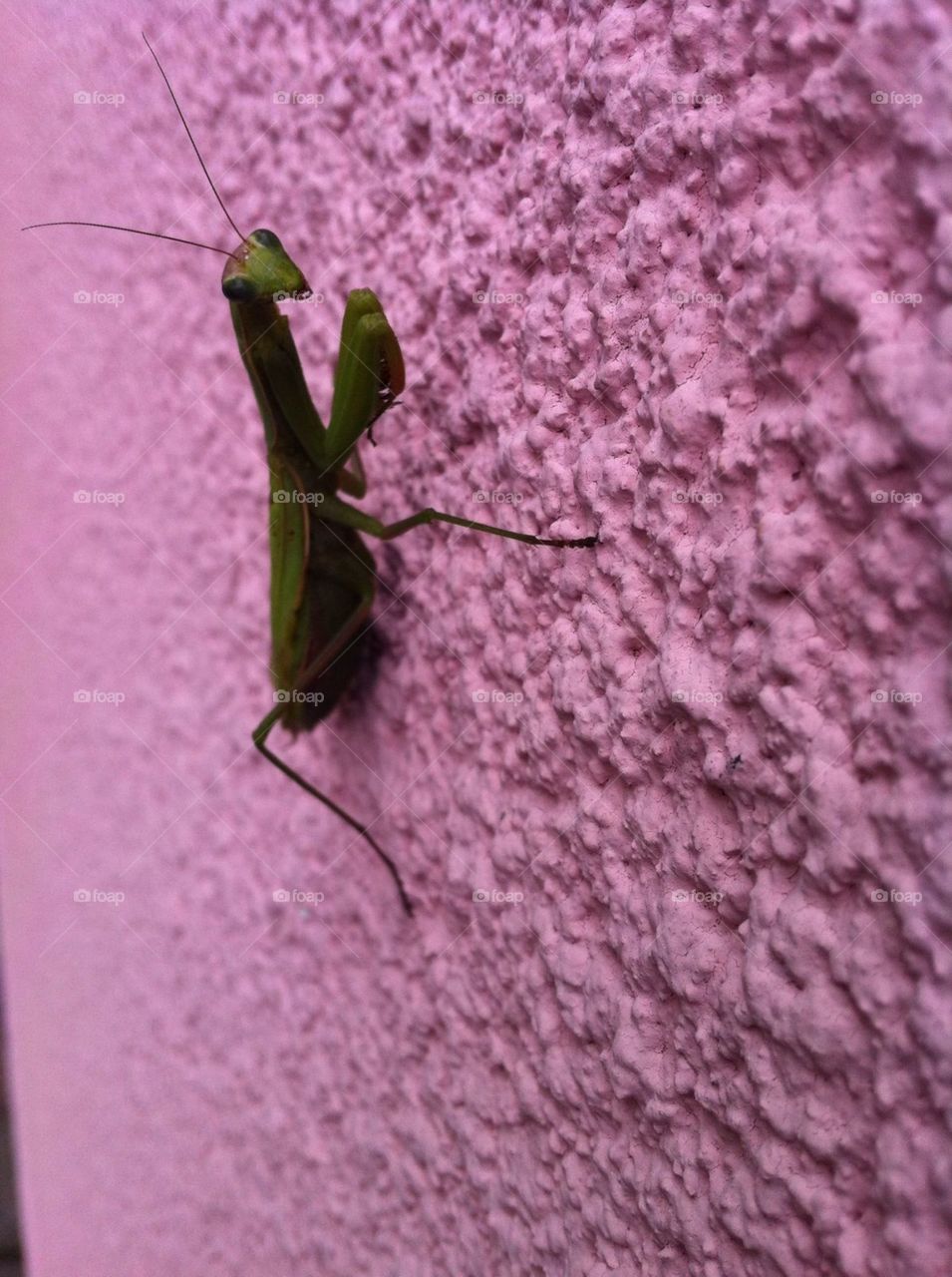 grasshopper on the wall