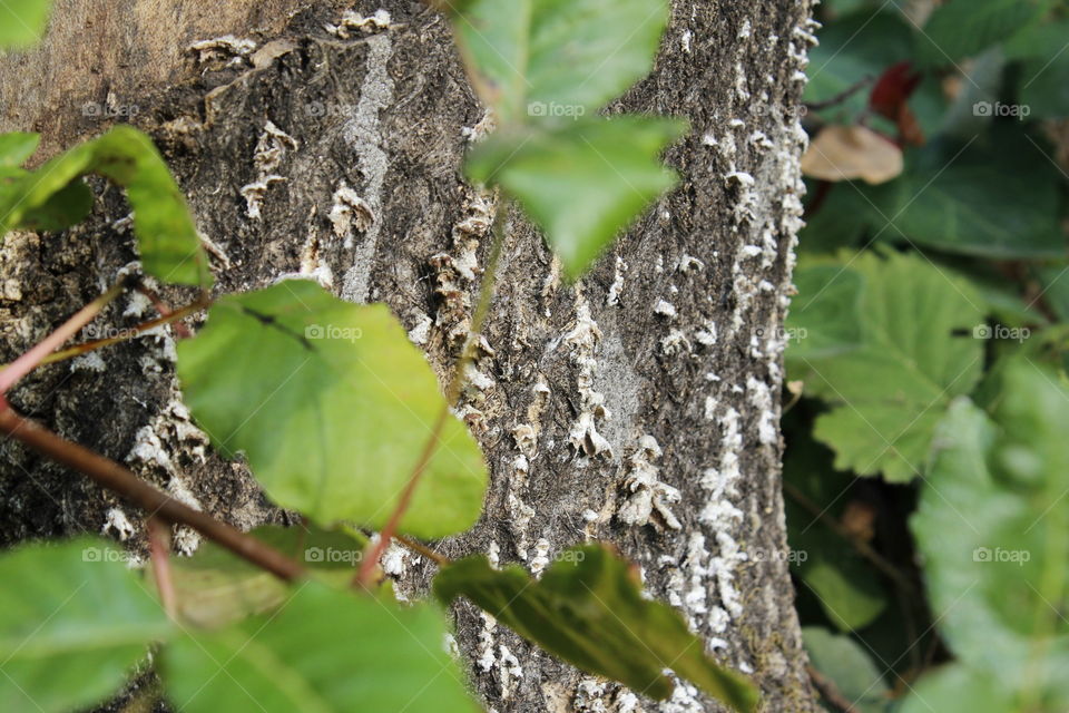 nature fungus growing on a tree