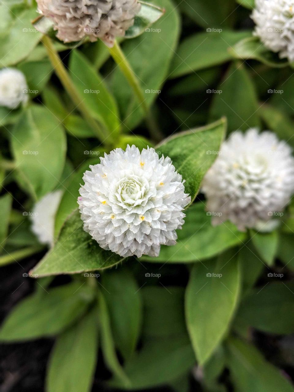 white flower in a garden