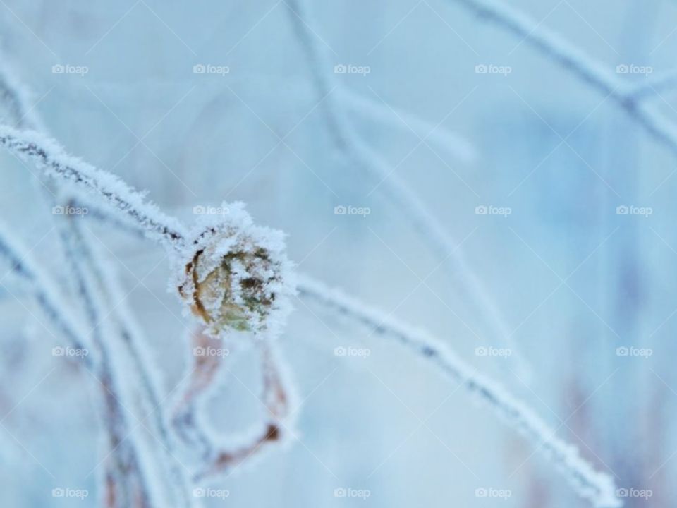 Лёд и жизнь